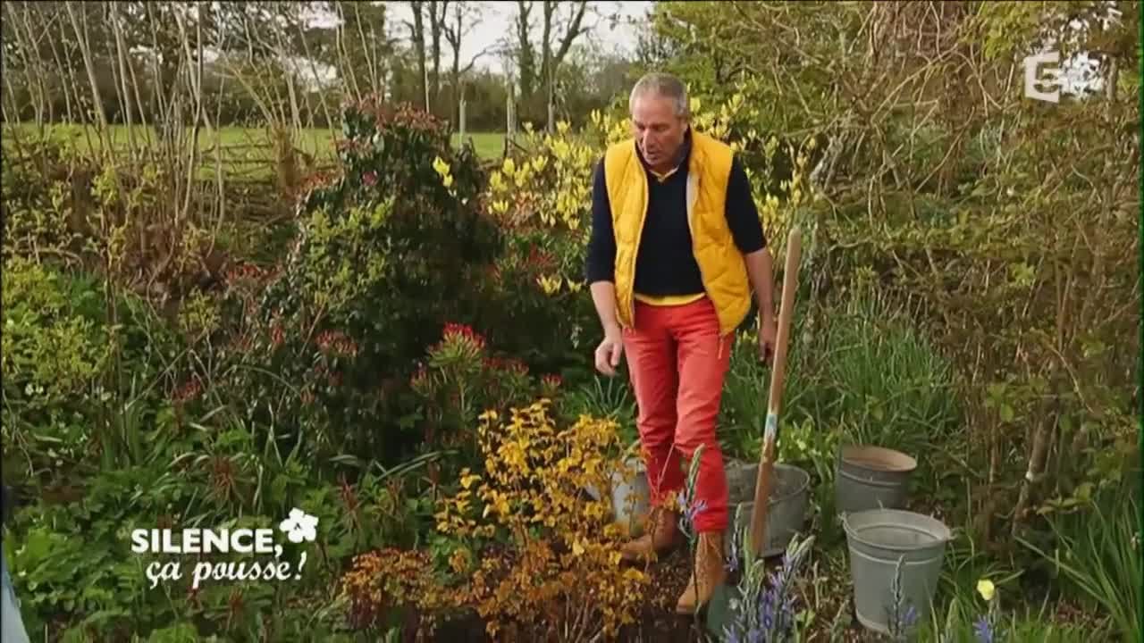 Planter le physocarpus opulifolius « Amber Jubile » - Silence, ça pousse !