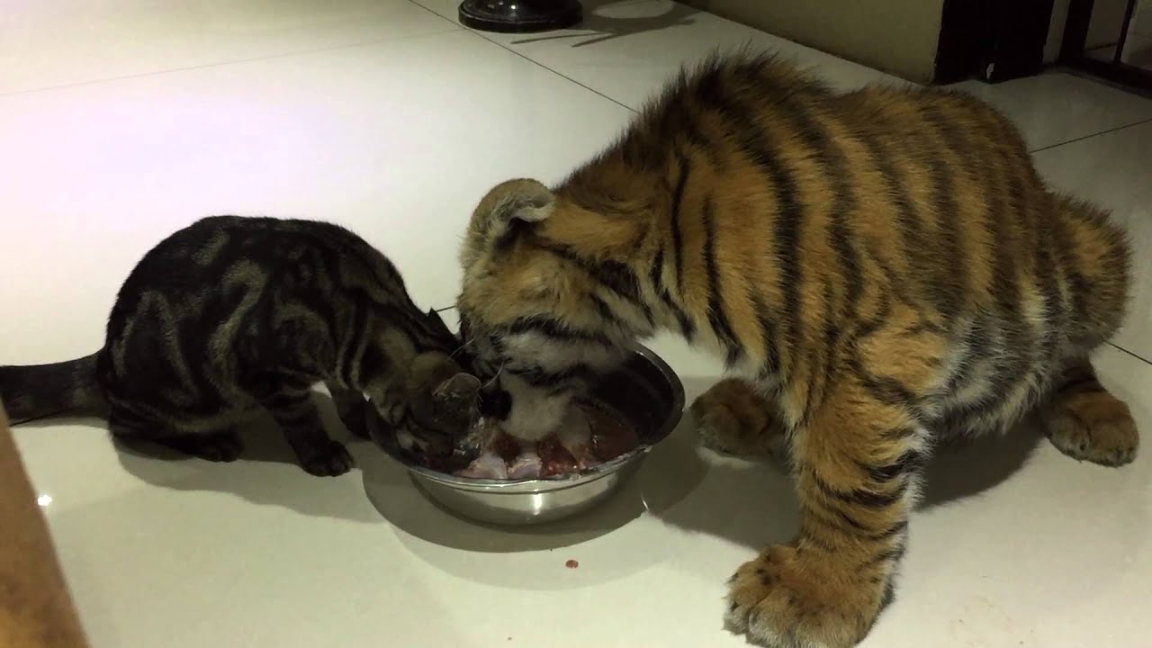Kitten and cub eating to cute and then 