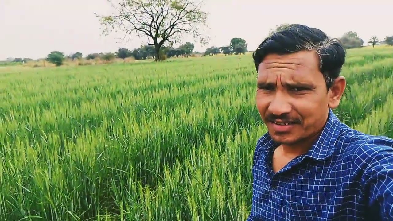 अंकुश कावळे शेळीला फांदी तोडत आहे 🫣🫵 सावळज गावाला पाणी चालू आहे#लॉंग व्हिडिओ