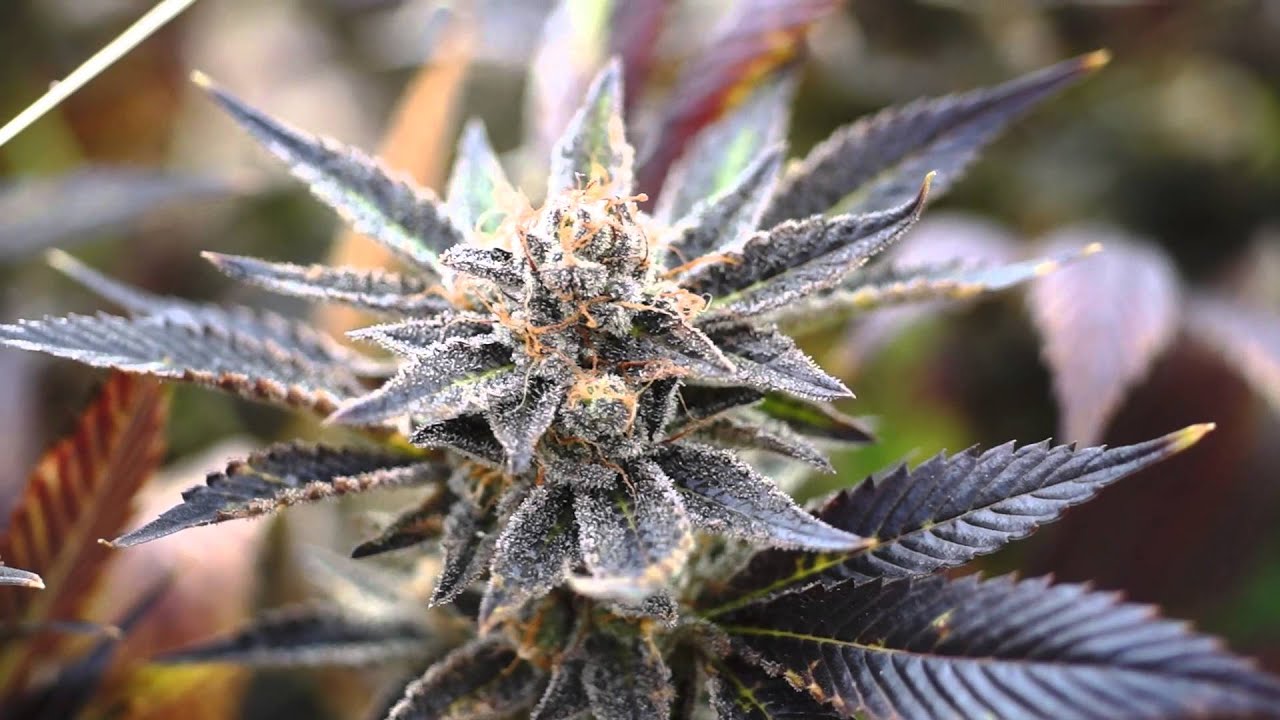 RIVER ROCK GREENHOUSE NUG PORN