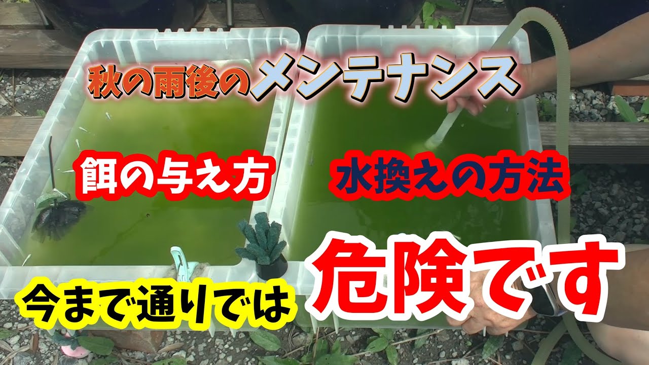 秋はメダカの体調を崩す可能性があります！今回は秋の雨後のメンテナンスの様子です（餌の与えかたと水換え）