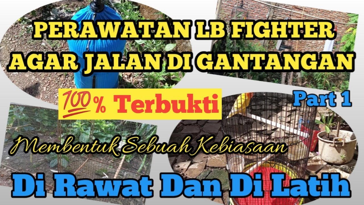 PERAWATAN LOVEBIRD FIGHTER AGAR JALAN DI GANTANGAN ( Part 1 )