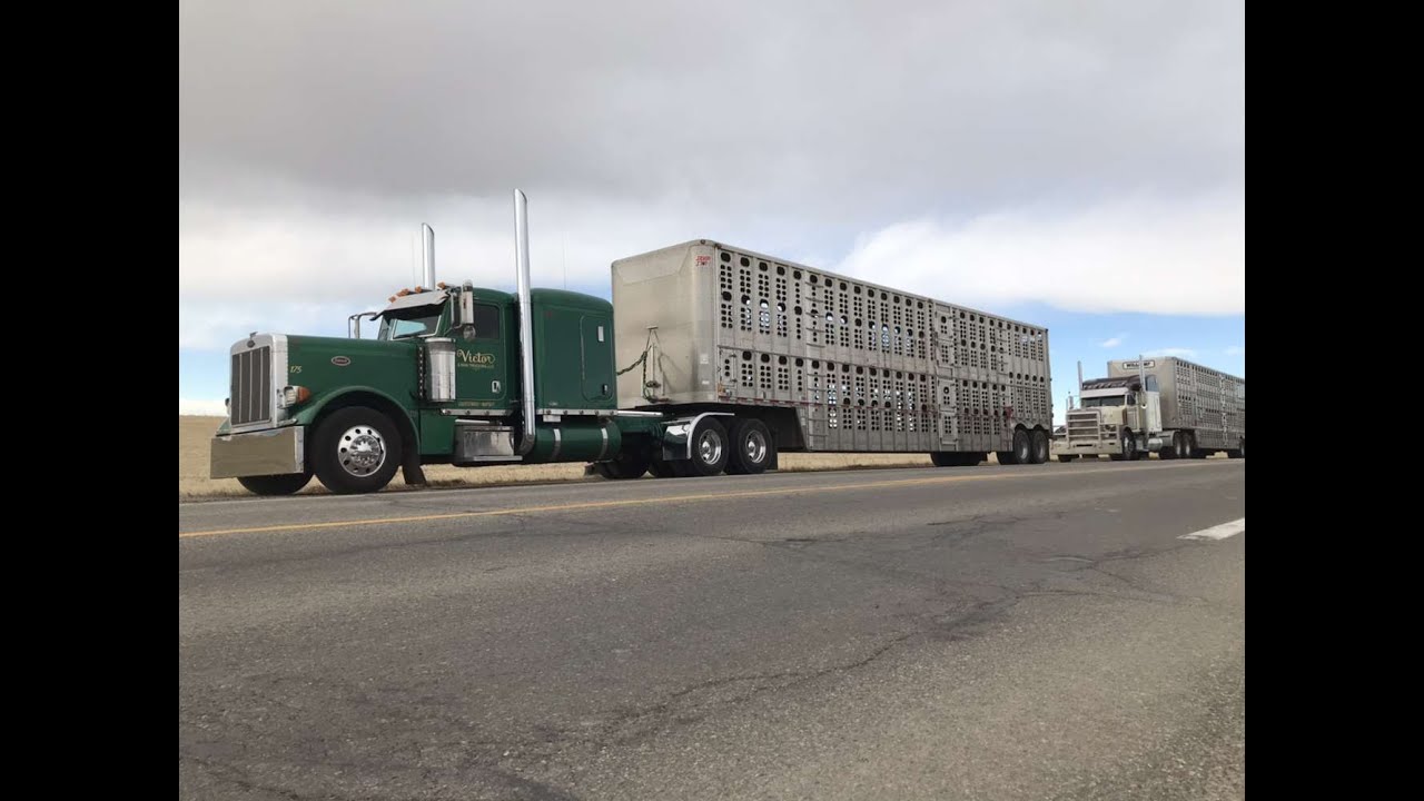 gone cow truckin