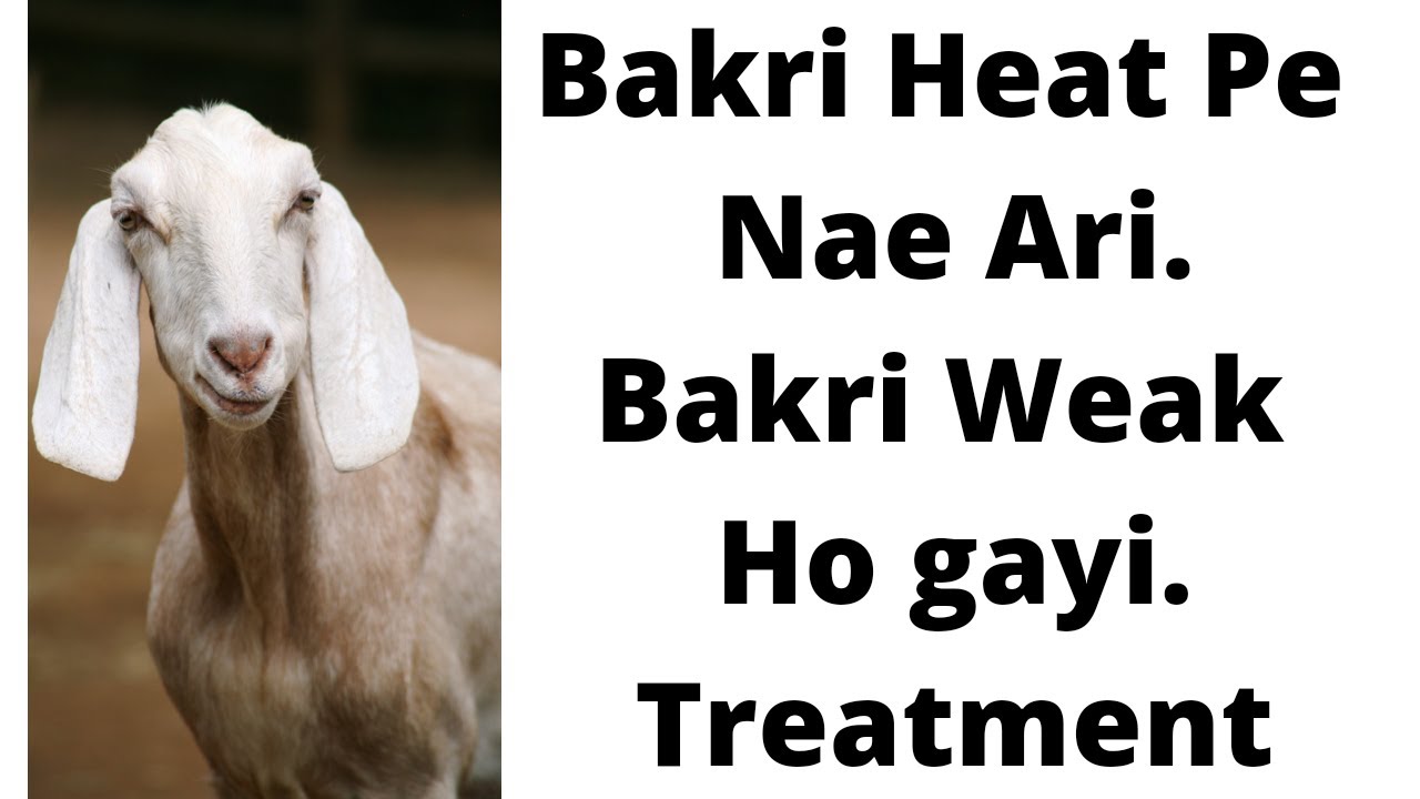 Goat Treatment Video/Bakri Susth Hai /Heat pe nae Ari/Goat Weakness/ Al Qawi Goat Farm 9883311042.