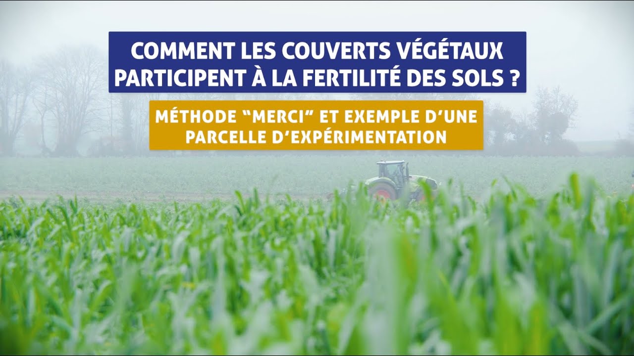 Comment les couverts végétaux participent à la fertilité des sols ?