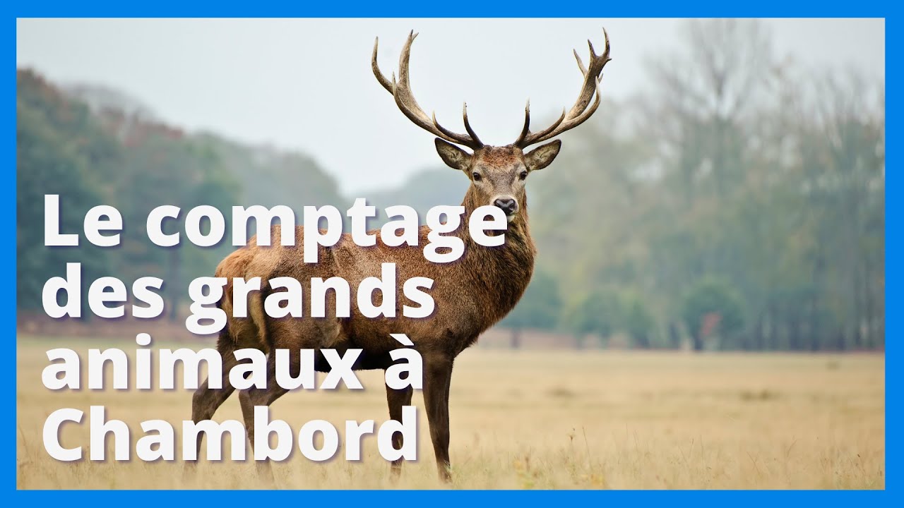 Le comptage des grands animaux du Domaine de Chambord