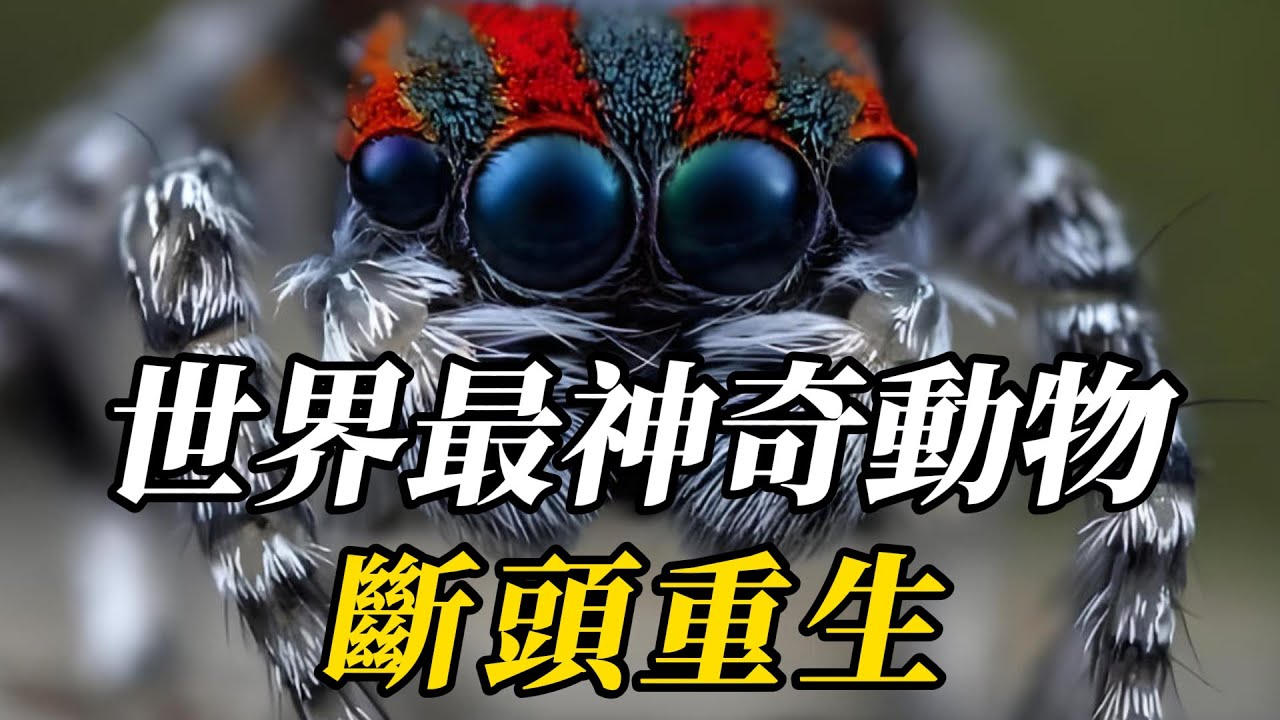 全世界最神奇的10種超能力動物，“返老還童”只排第八！第壹名行爲怪異，科學家至今無法解釋！#世界之最 #百科密码 #动物 #动物世界 #科普 #知识渊博 #特有種