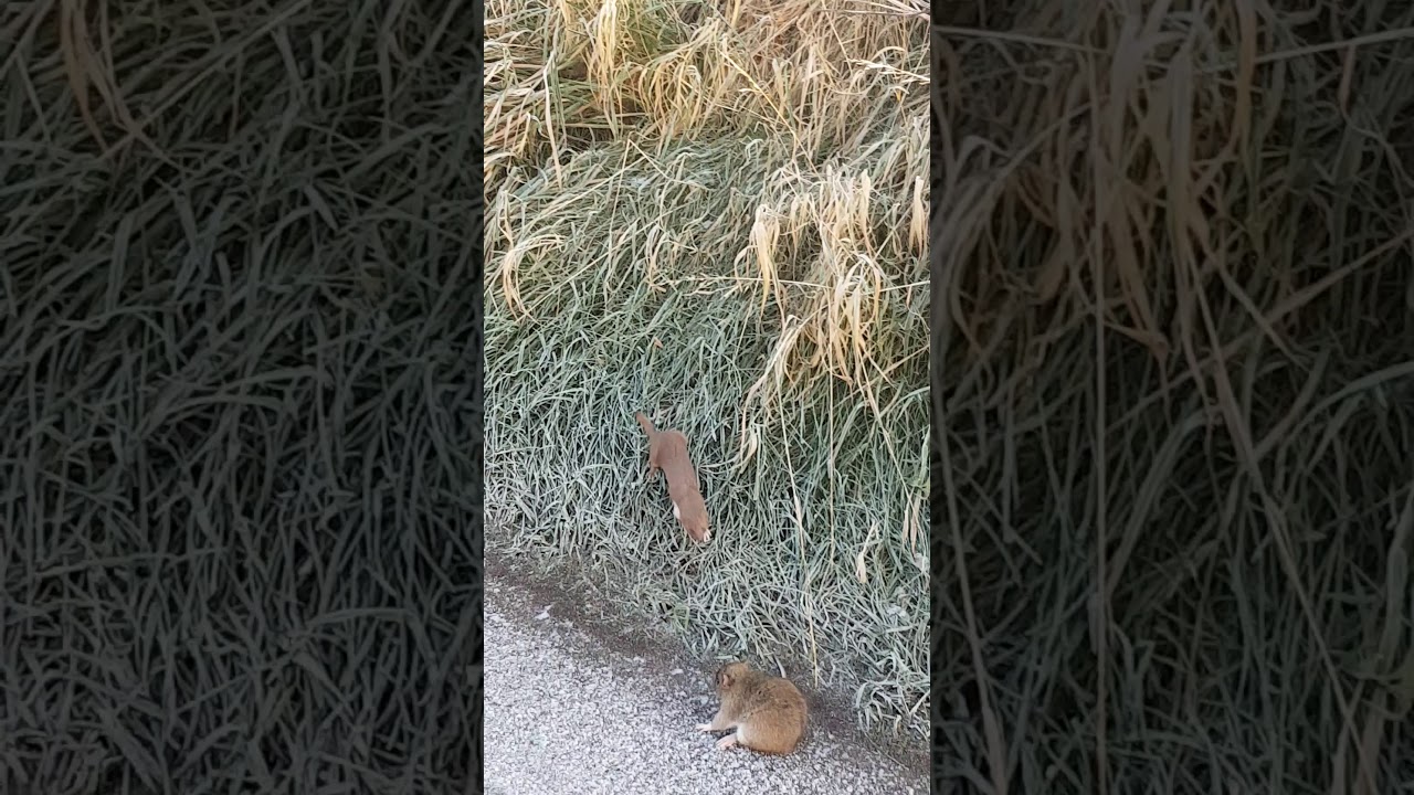 A1 Fight. Rat v Weasel. Berwick Upon Tweed.