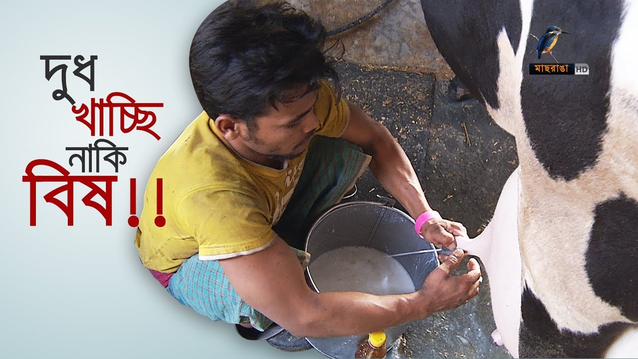 দুধের নামে বিষ গিলছে মানুষ।