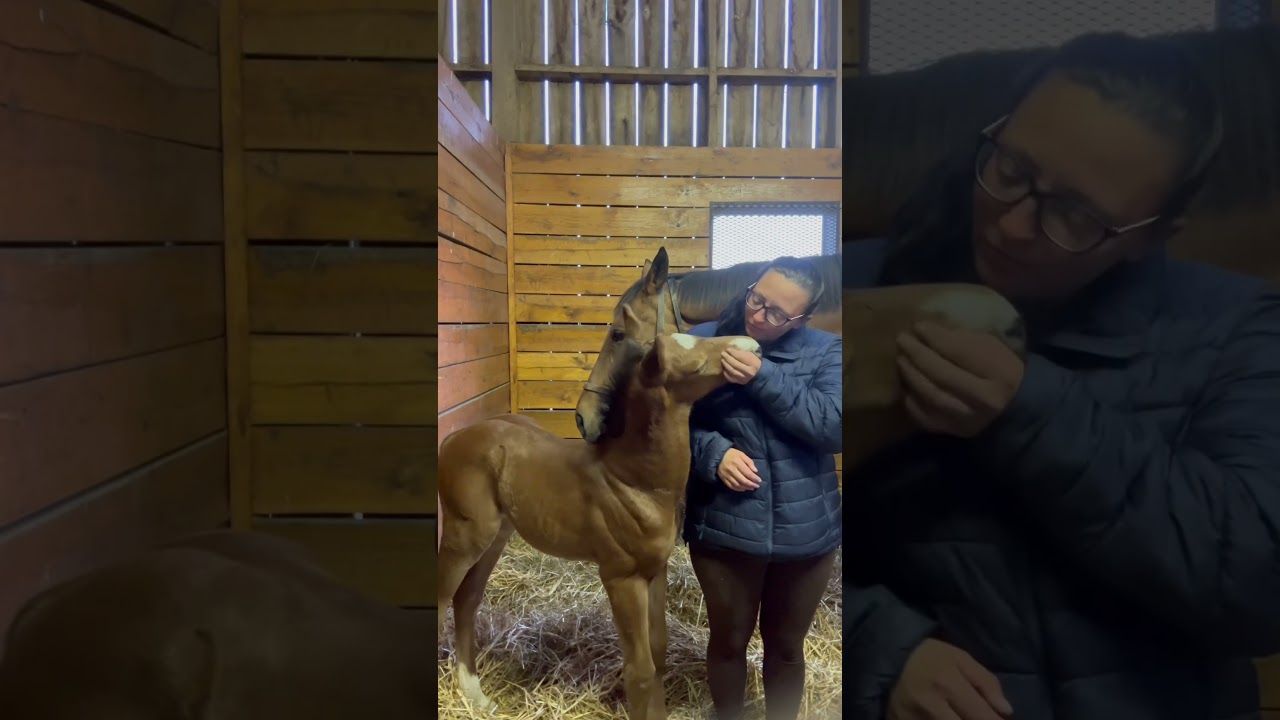Spoiled #thoroughbred #foal #foalingseason #horseracing #racehorse #colt #horse #equestrian