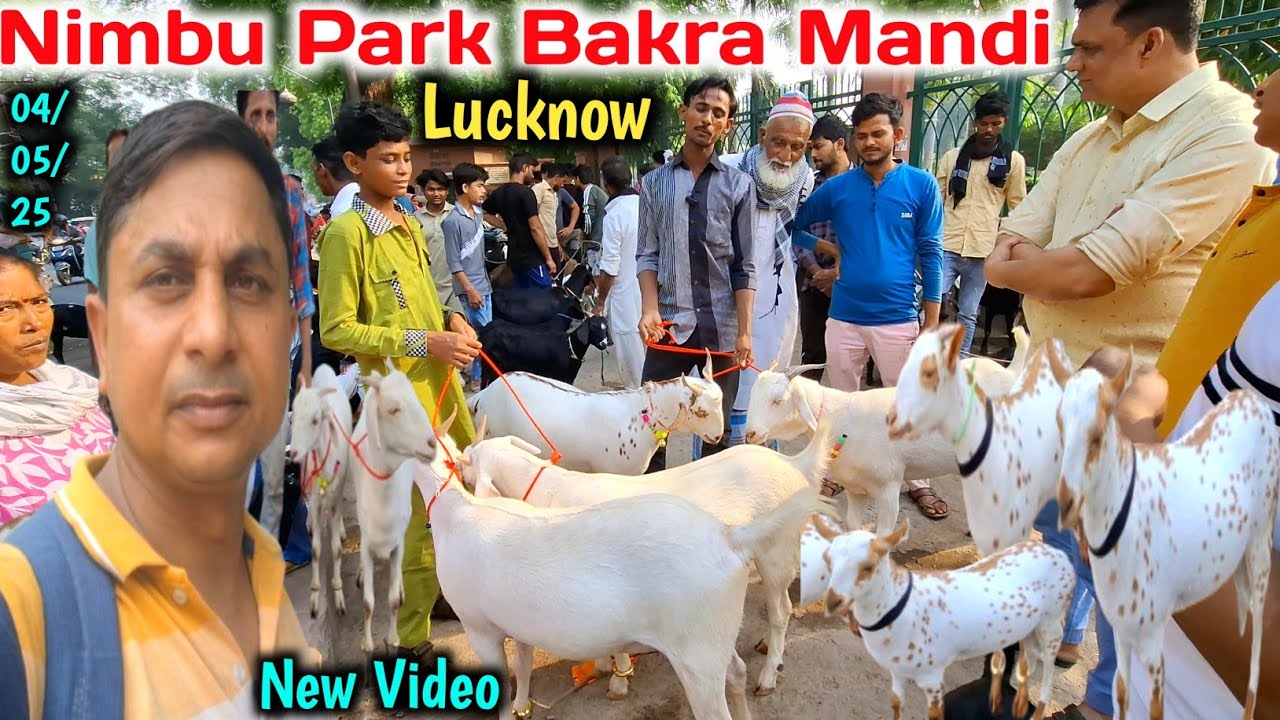 आज मंडी में एक से बढ़कर एक बकरे आये |04/05/24 |Sunday Nimbu Park Bakra mandi Lucknow |Bakra Eid 2025