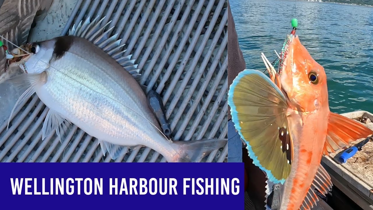 Wellington Harbour Fishing