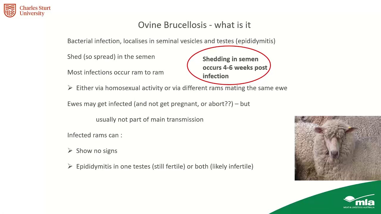 Ovine brucellosis – effects, treatment and prevention