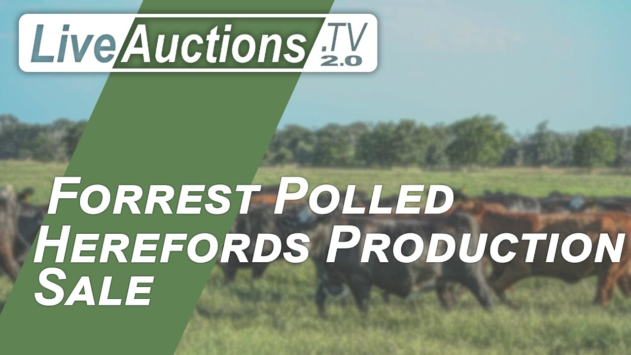 Forrest Polled Herefords Production Sale
