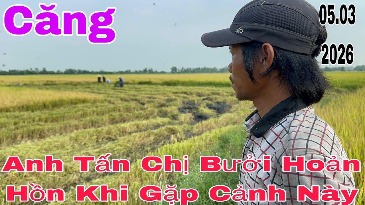 Căng! Anh Tấn Chị Bưởi Bị 2 Chiếc Xe Này Gần Nhà #thinhhanh #yeucuocsong #giadinh #phimhay 