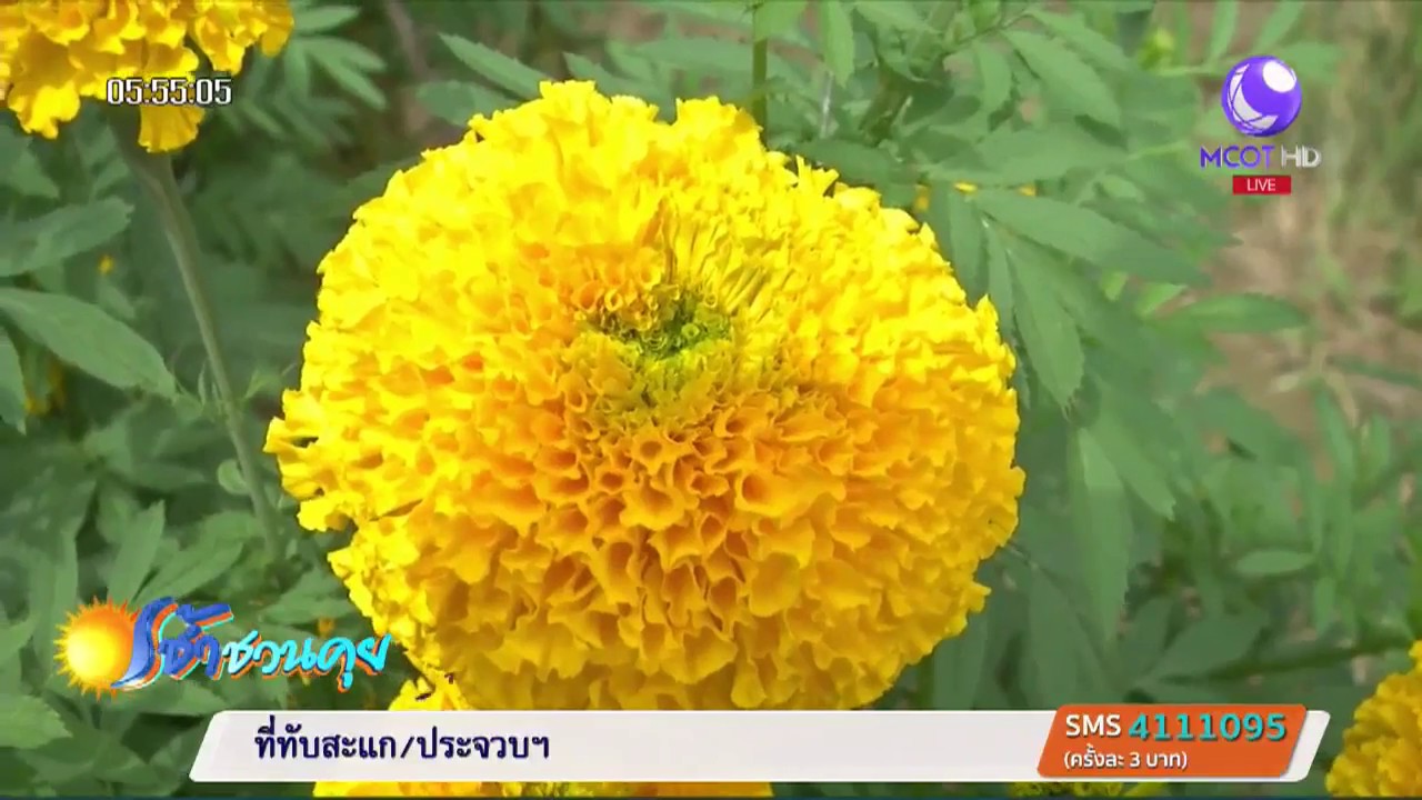 เกษตรสร้างชาติ : ปลูกไม้ตัดดอกรายได้ดีแห่งแรก อ.ธารโต จ.ยะลา