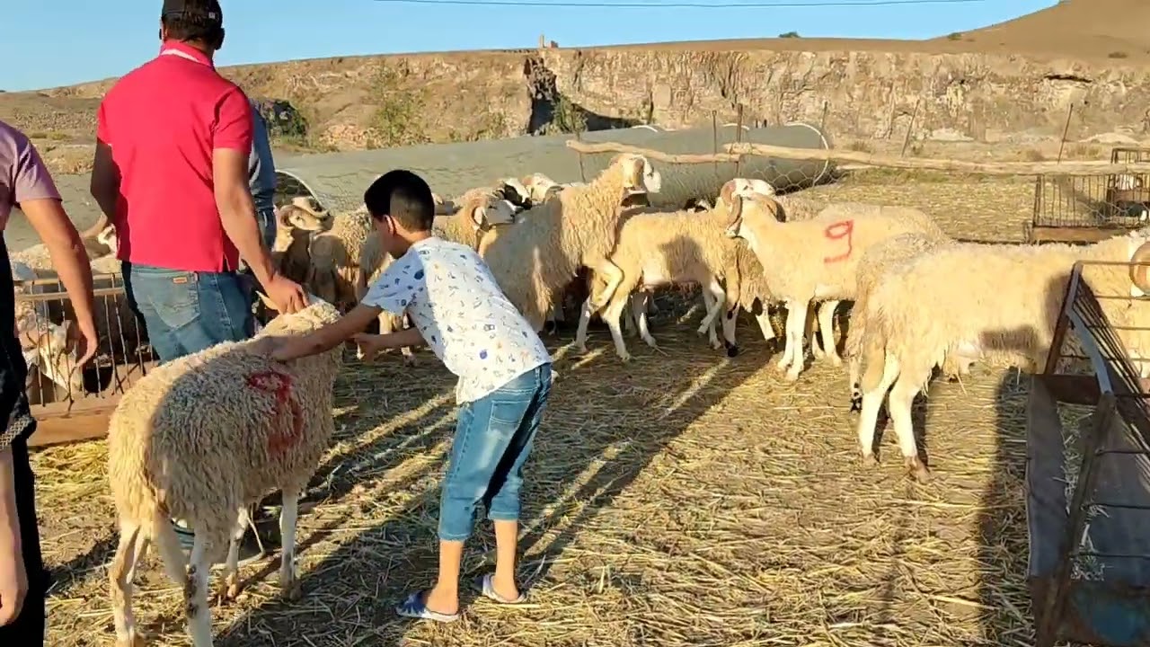 كبش العيد 2022 طريق جرادة وجدة