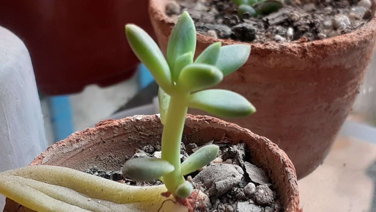 succulent plants #gardening #succulent
