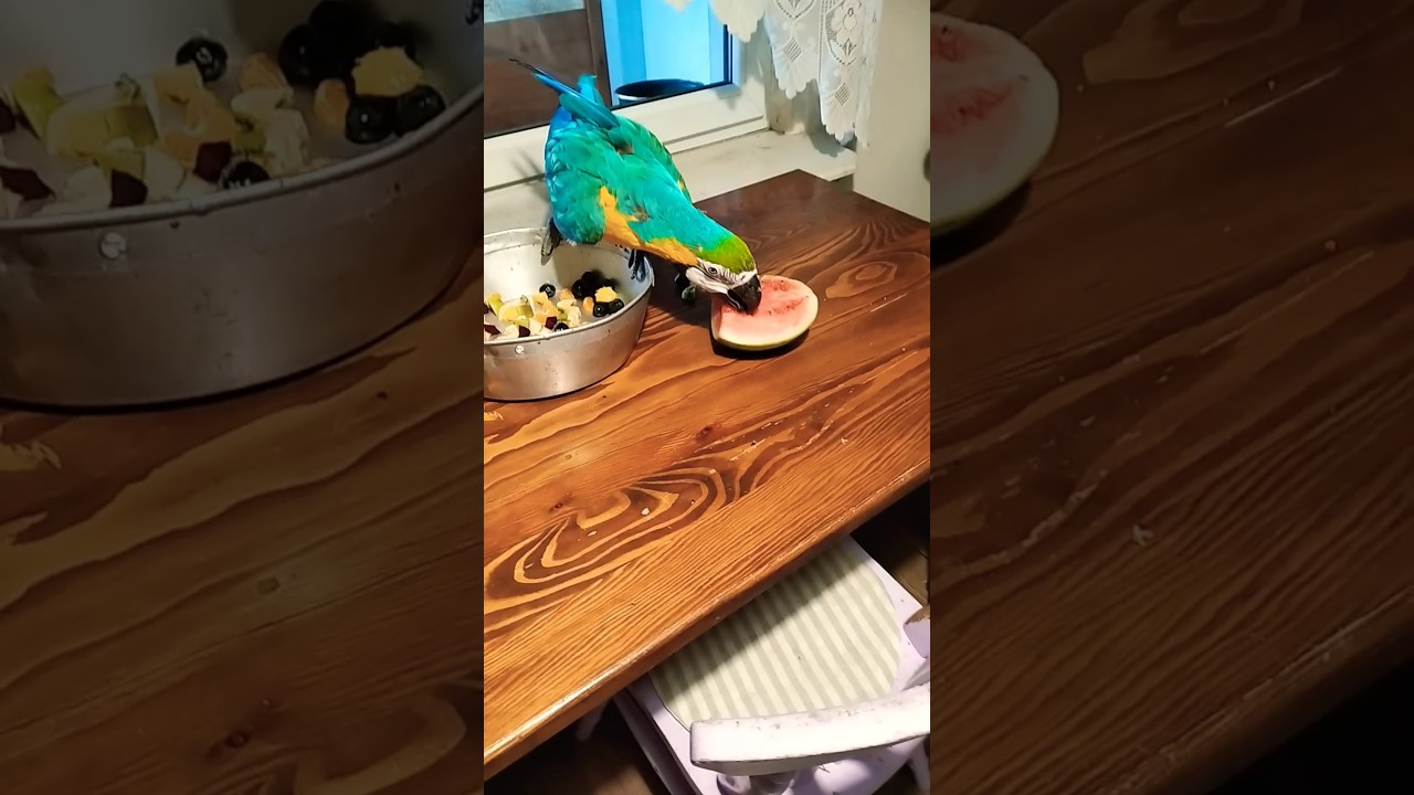 papuga ara ararauna macaw parrot Sisi