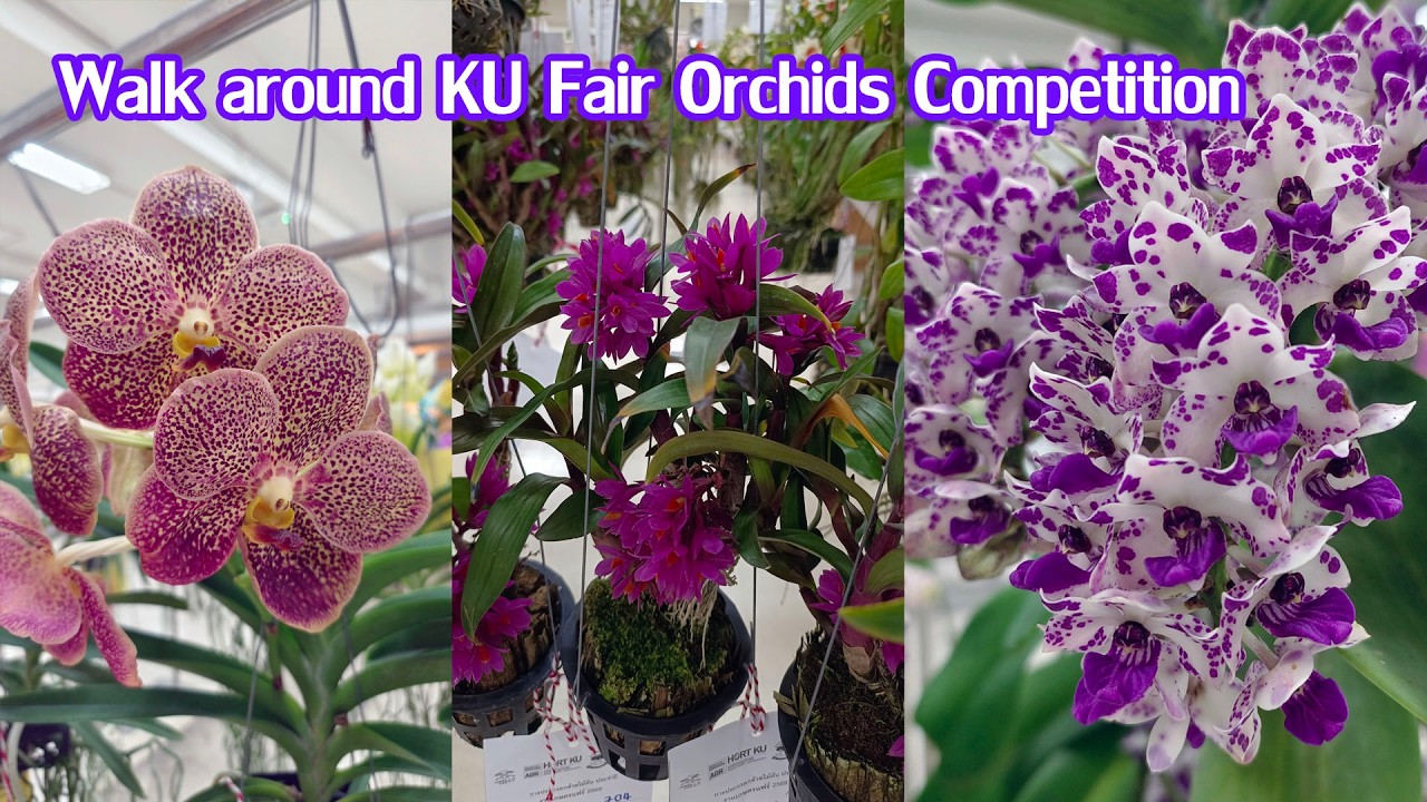 Walk around KU Fair Orchids Competition พาเดินงานประกวดกล้วยไม้งานเกษตรแฟร์ 2569