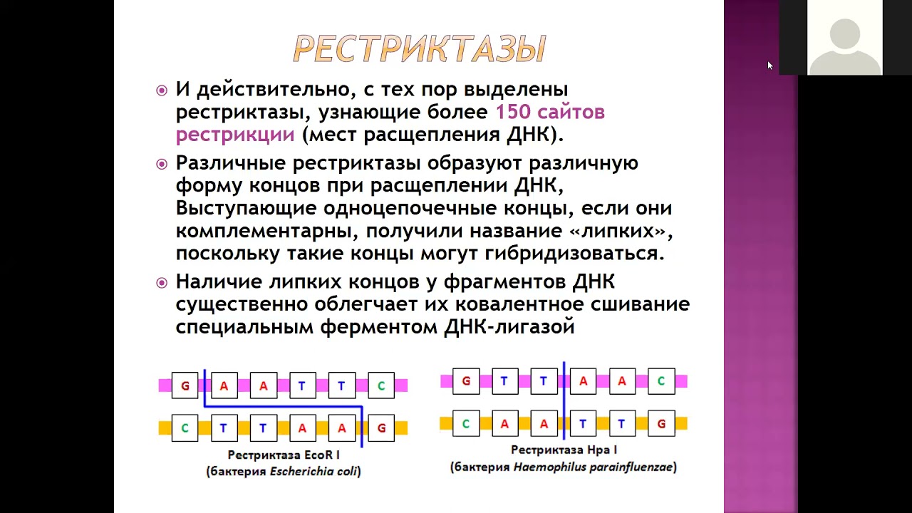 ферменты ги