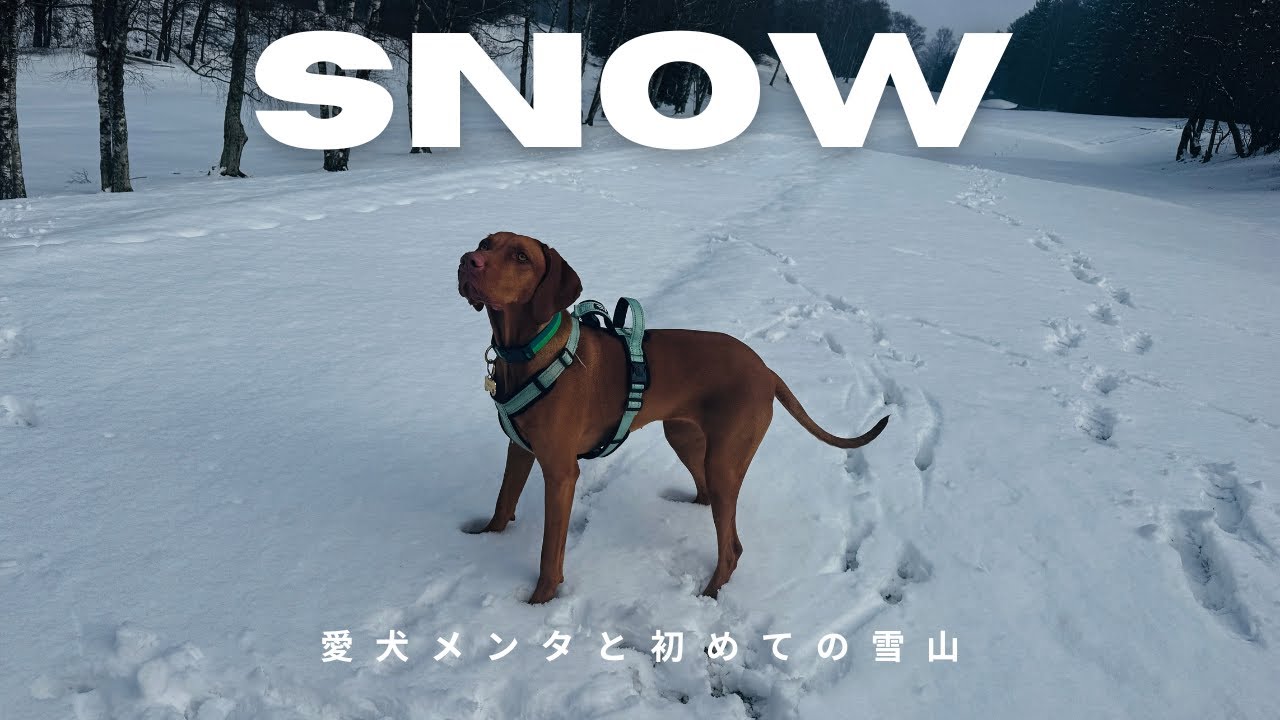 #51　愛犬メンタと初めての雪