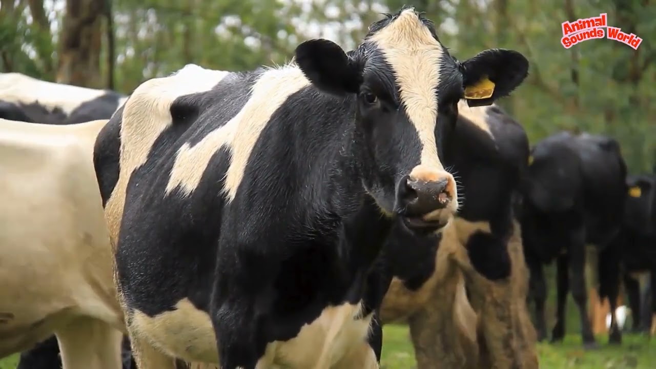 🌿 Farm Animal Sounds: Chicken, Goose, Horse, Dog, Cow, Sheep, Pig, Buffalo, Cat... Animal Videos 🐮🐑🐱