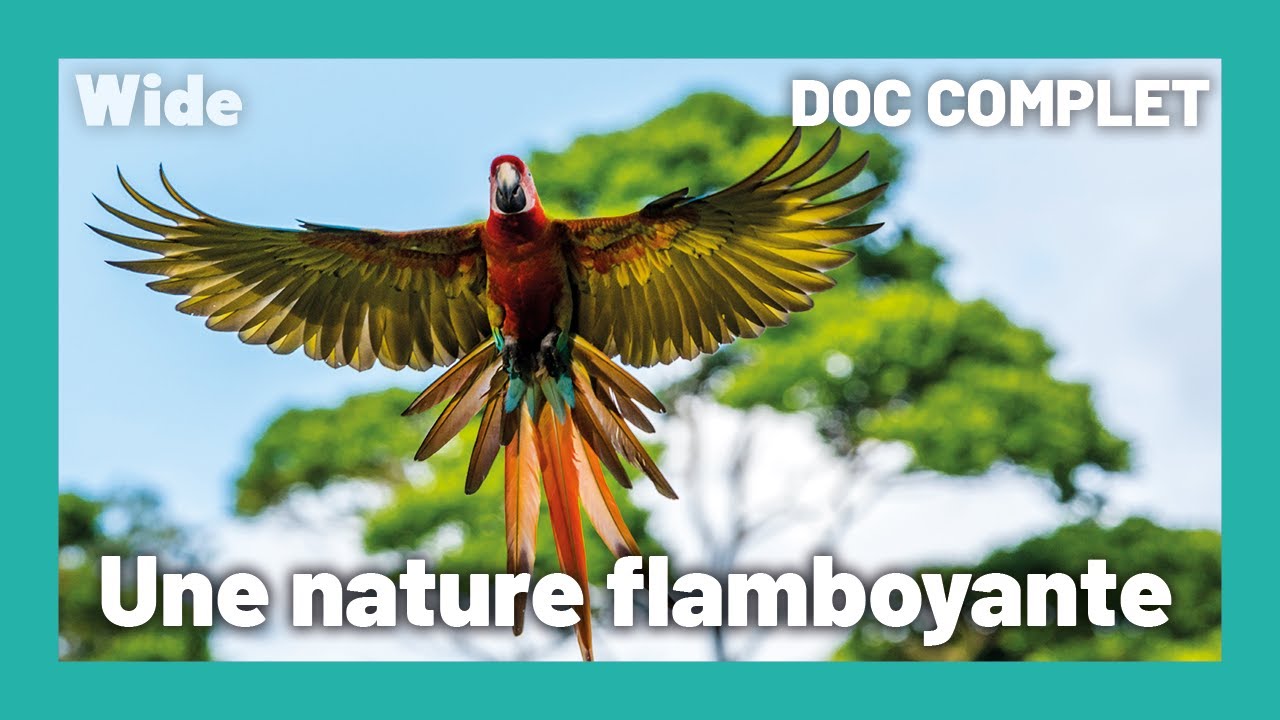 Costa Rica : La nature à l'état pur I WIDE