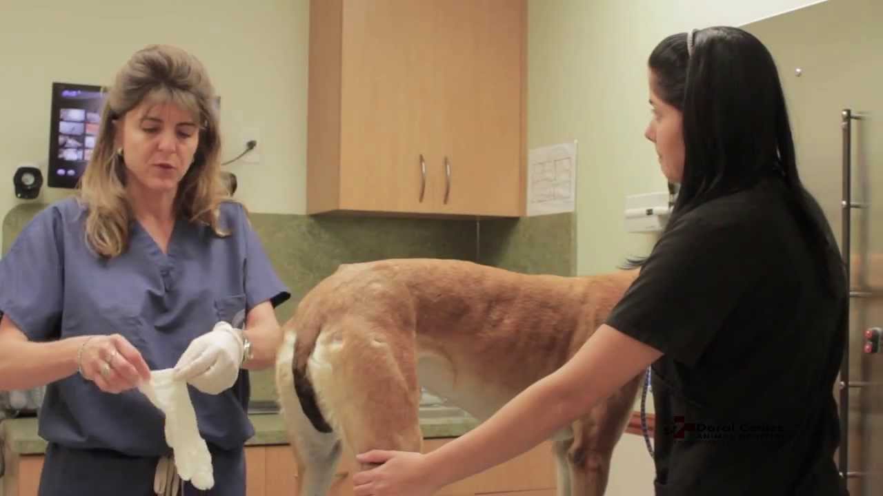 How To Apply A Hot Compress To Your Dog