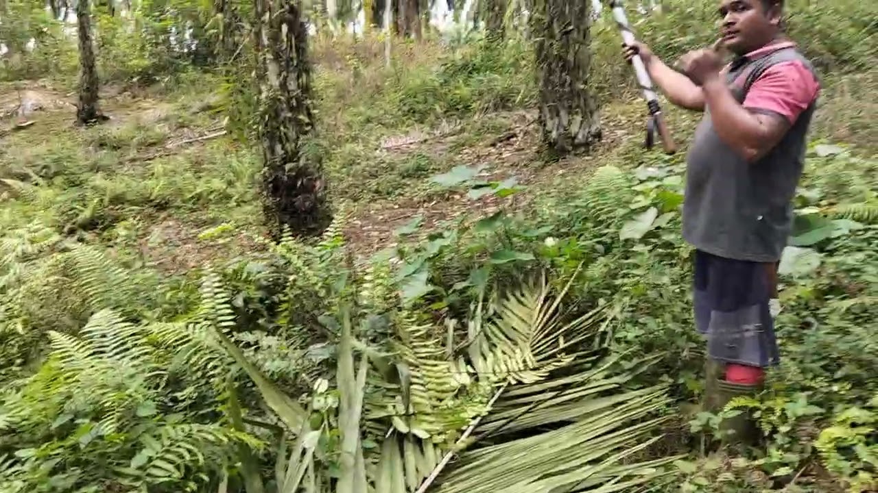 Manen tandan berduri Pokoknya tinggi. #like #subscribe @PetaniSawitLangkat 