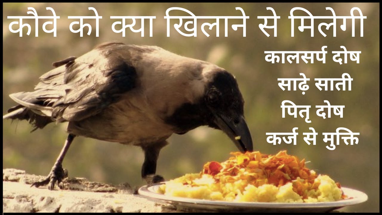 Kauve ko roti khilane se kya hota hai | कौवे को रोटी क्यों खिलाते हैं