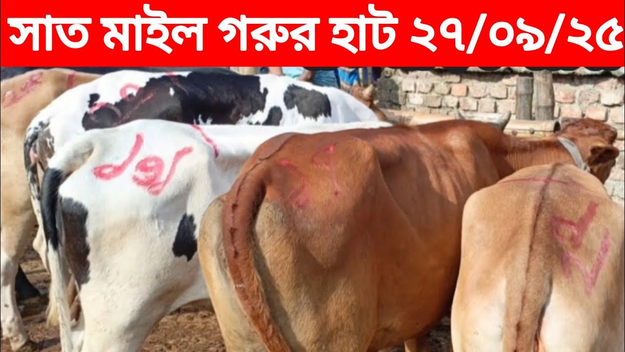 September 27, 2025 গরুর হাট।। গরুর দাম জানুন সাত মাইল বাজার থেকে।