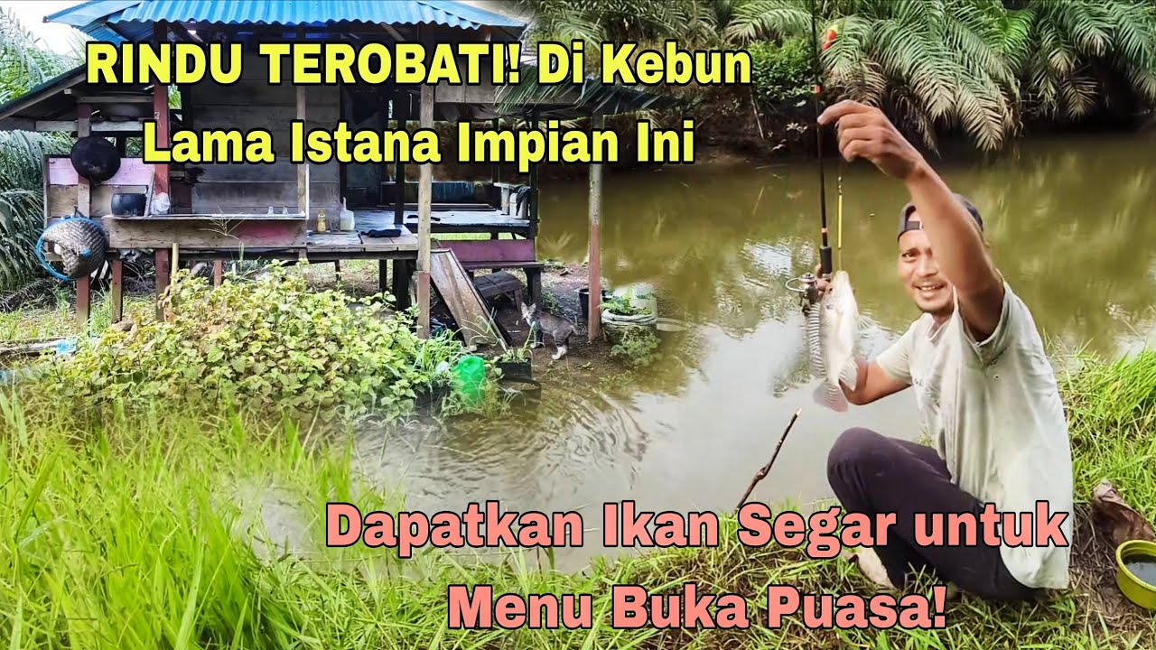 RINDU TEROBATI! Di Kebun Lama Istana Impian Ini, Dapatkan Ikan Segar untuk Menu Buka Puasa!