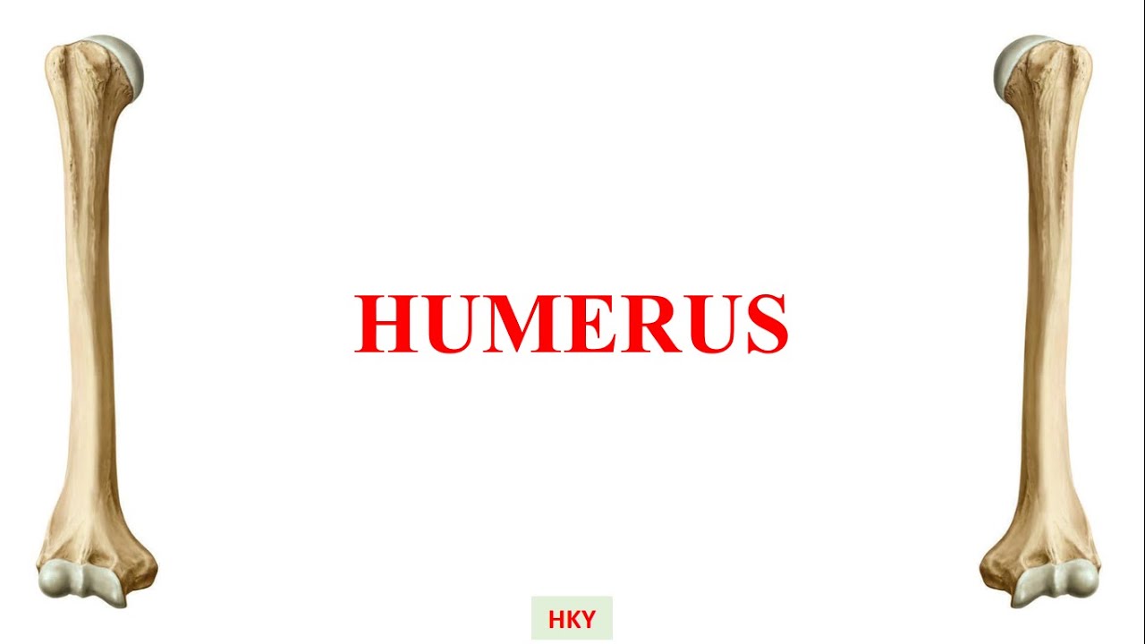 15- Humerus - Kol Kemiği