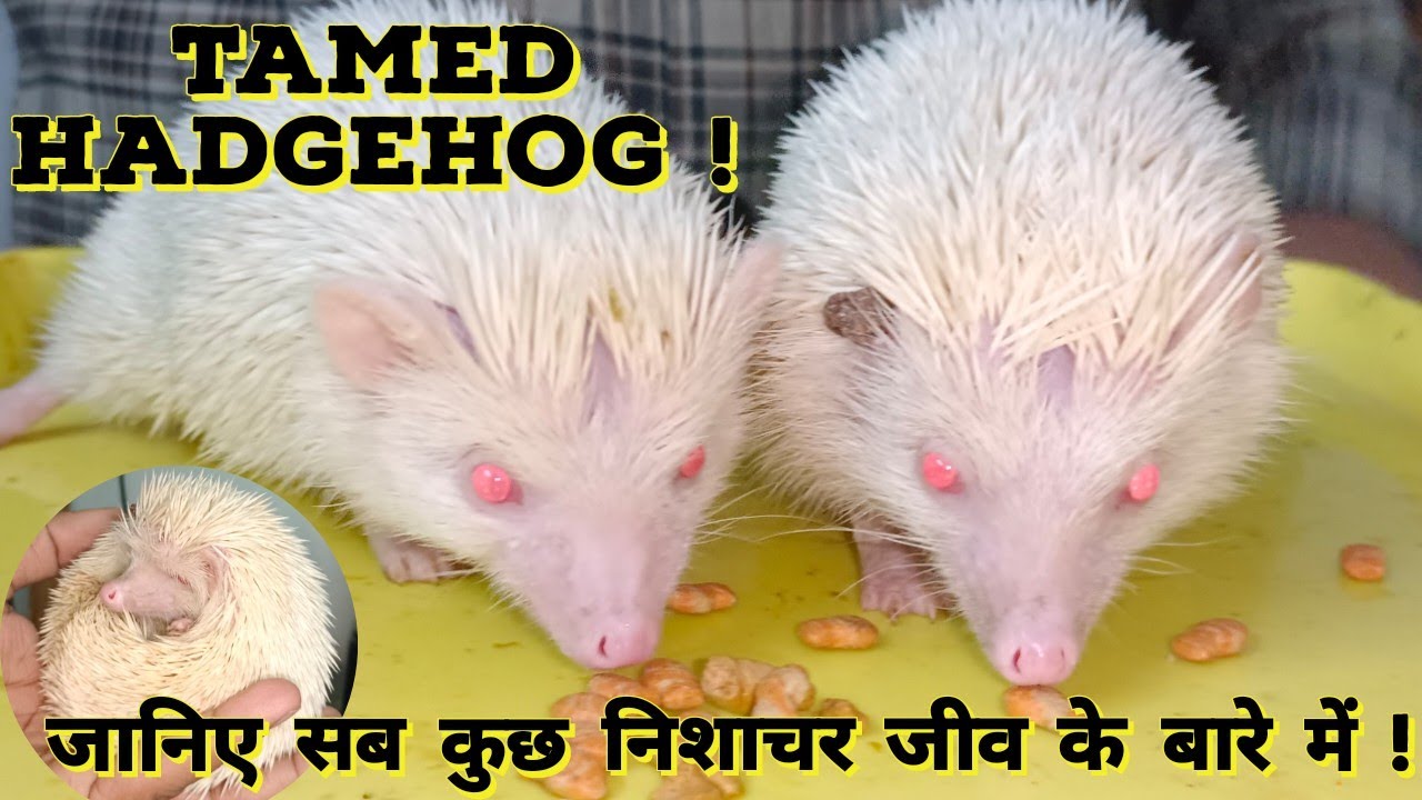 Hedgehog as a Pet | Full guide in Hindi by Pet Guru | Al Noor Pet Shop Ahmedabad