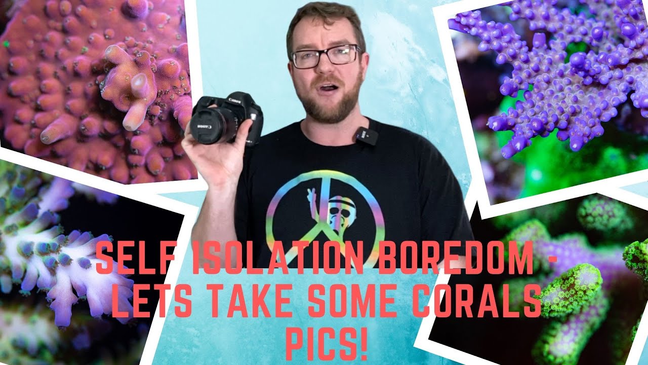 Walking through the process of taking coral pics - start to finish!
