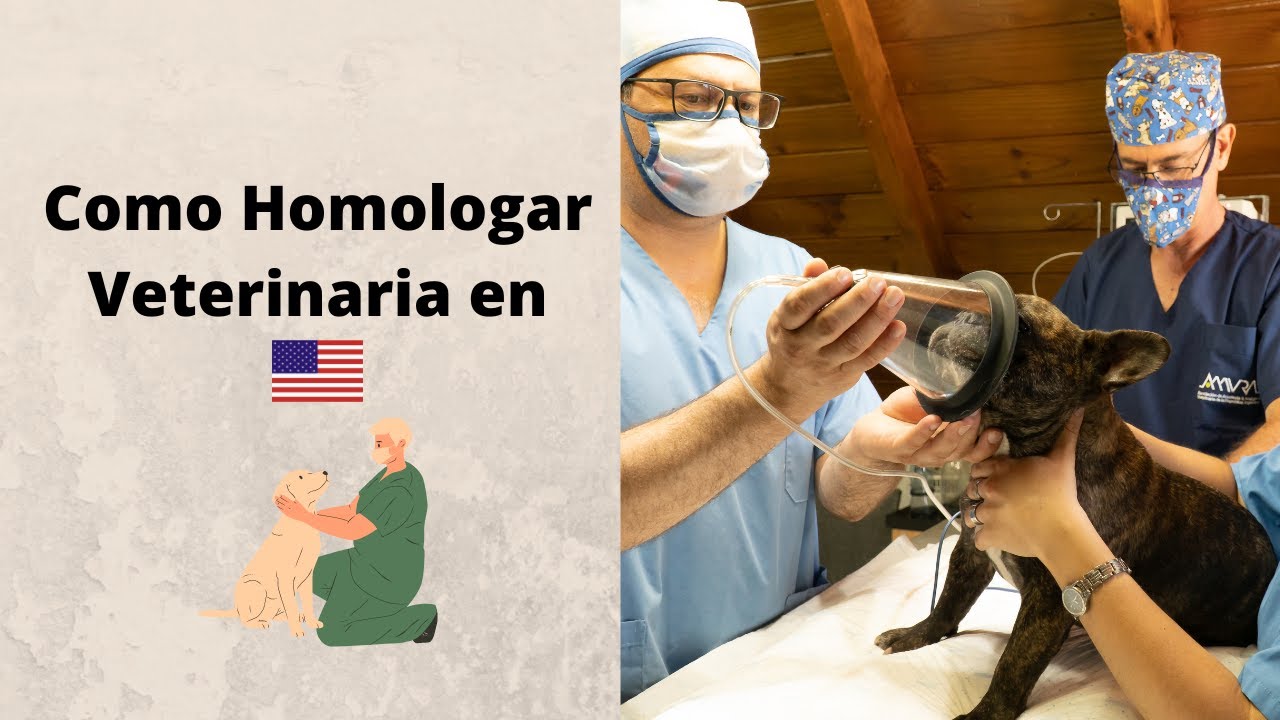 Как сертифицировать ветеринарную медицину в США