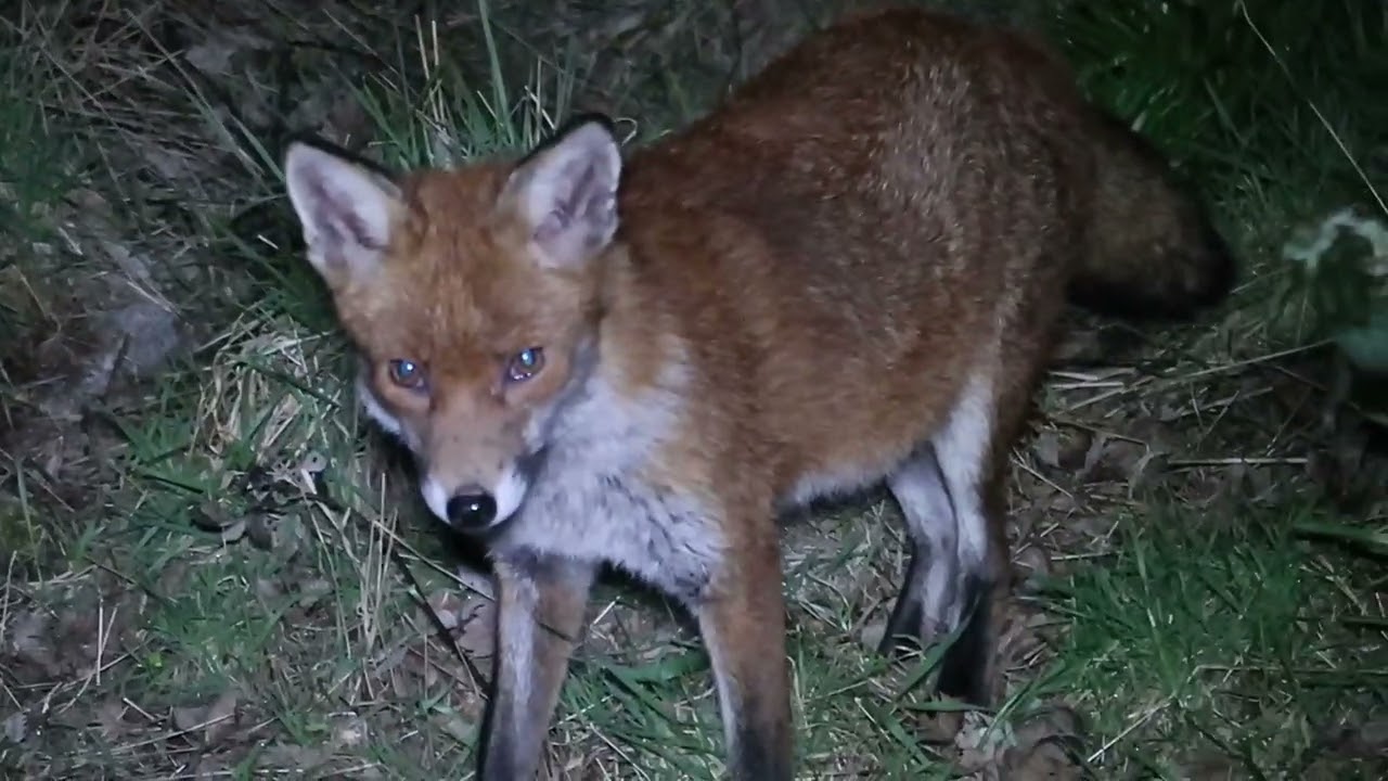 Raucous Foxes lead to 2 close feeds only feet away