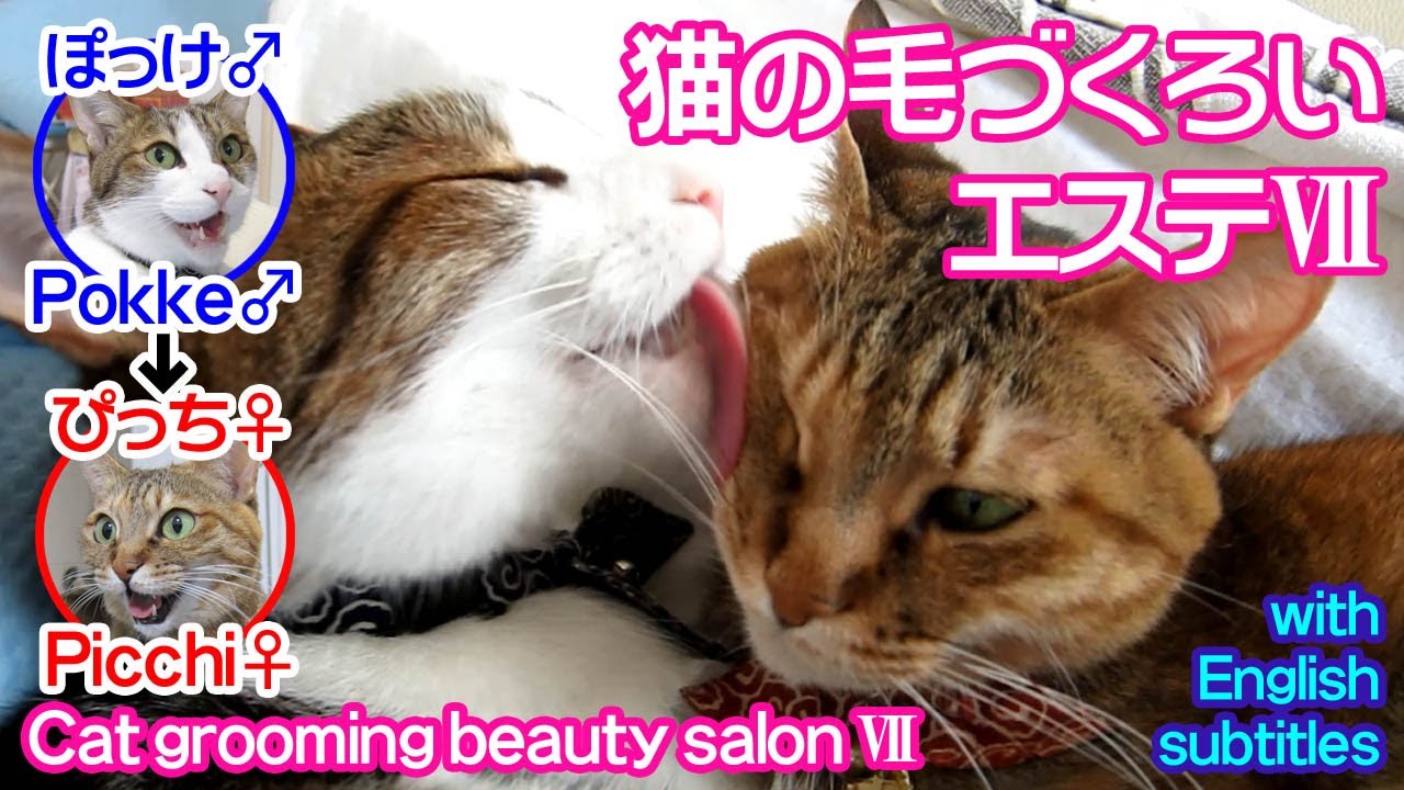 猫の毛づくろいエステⅦ～サロン・ド・ぽっけ♂→ぴっち♀～Cat grooming beauty salon～Pokke♂→Picchi♀～2015.05.17.