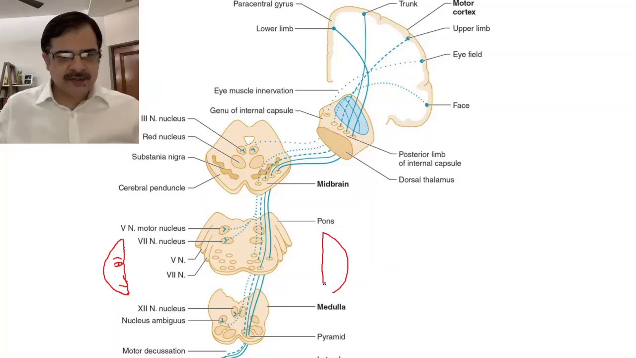 Stroke localisation (Part-1,Basics) | CNS | Dr Arvind Kumar