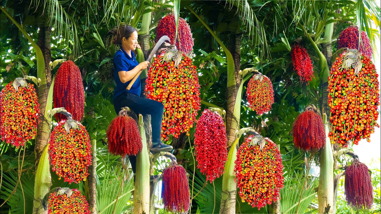 Harvest Caryota Urens(Fishtail Palm) Go to the market sell - Cook Cabbage wrapped with minced Meat