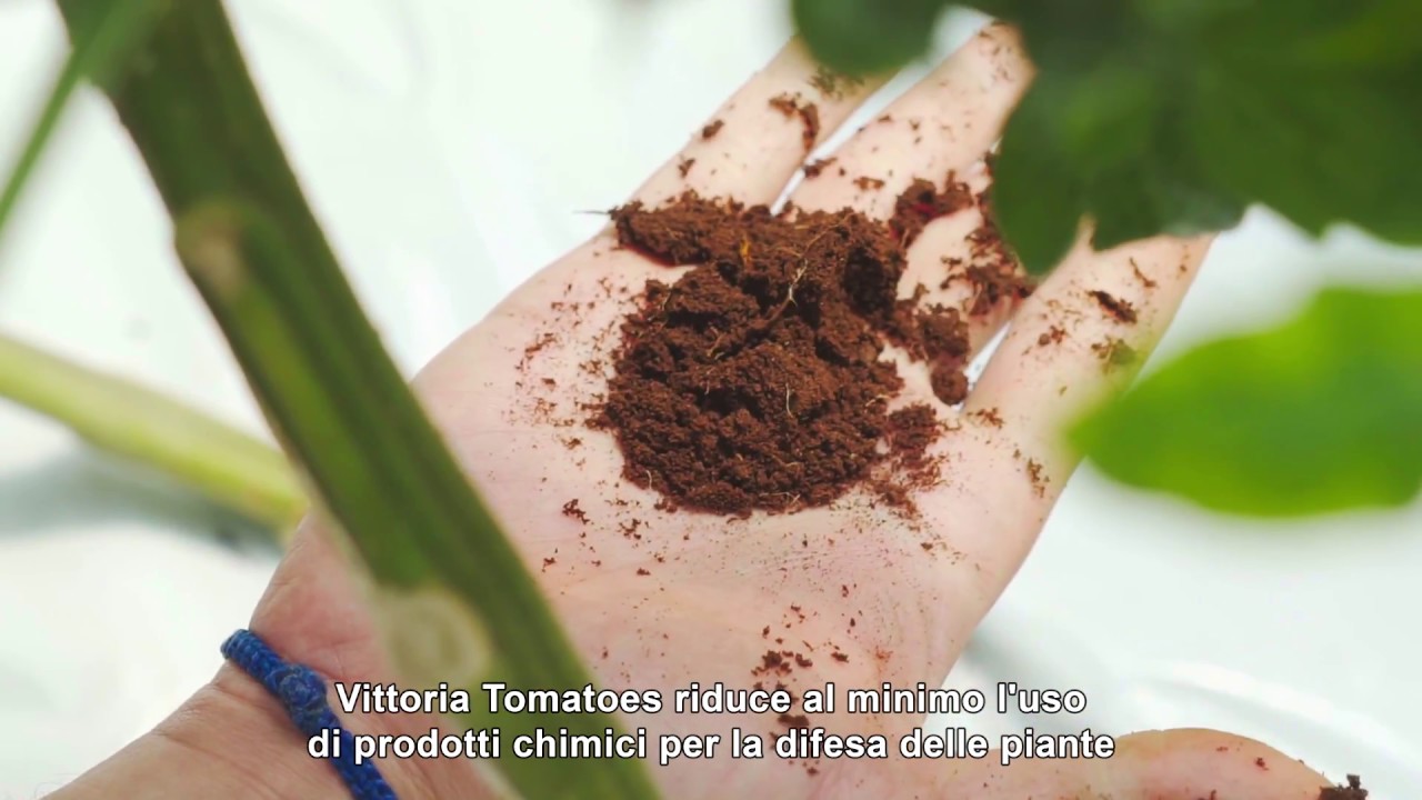 O.P. VittoriaTomatoes - Produzione di Pomodoro in Sicilia
