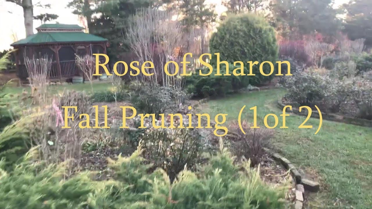 Rose of Sharon Fall Pruning (1 of 2) Tim Arnzen