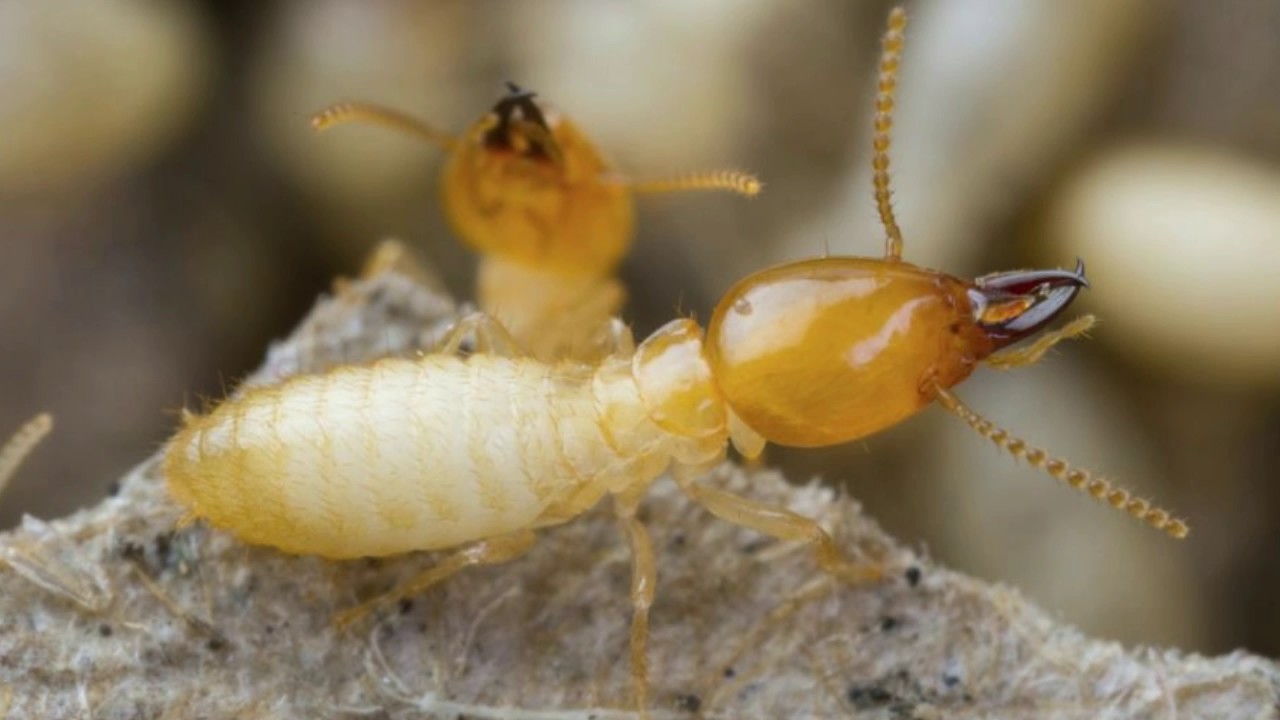 10 Monogamous Animals That Mate for Life