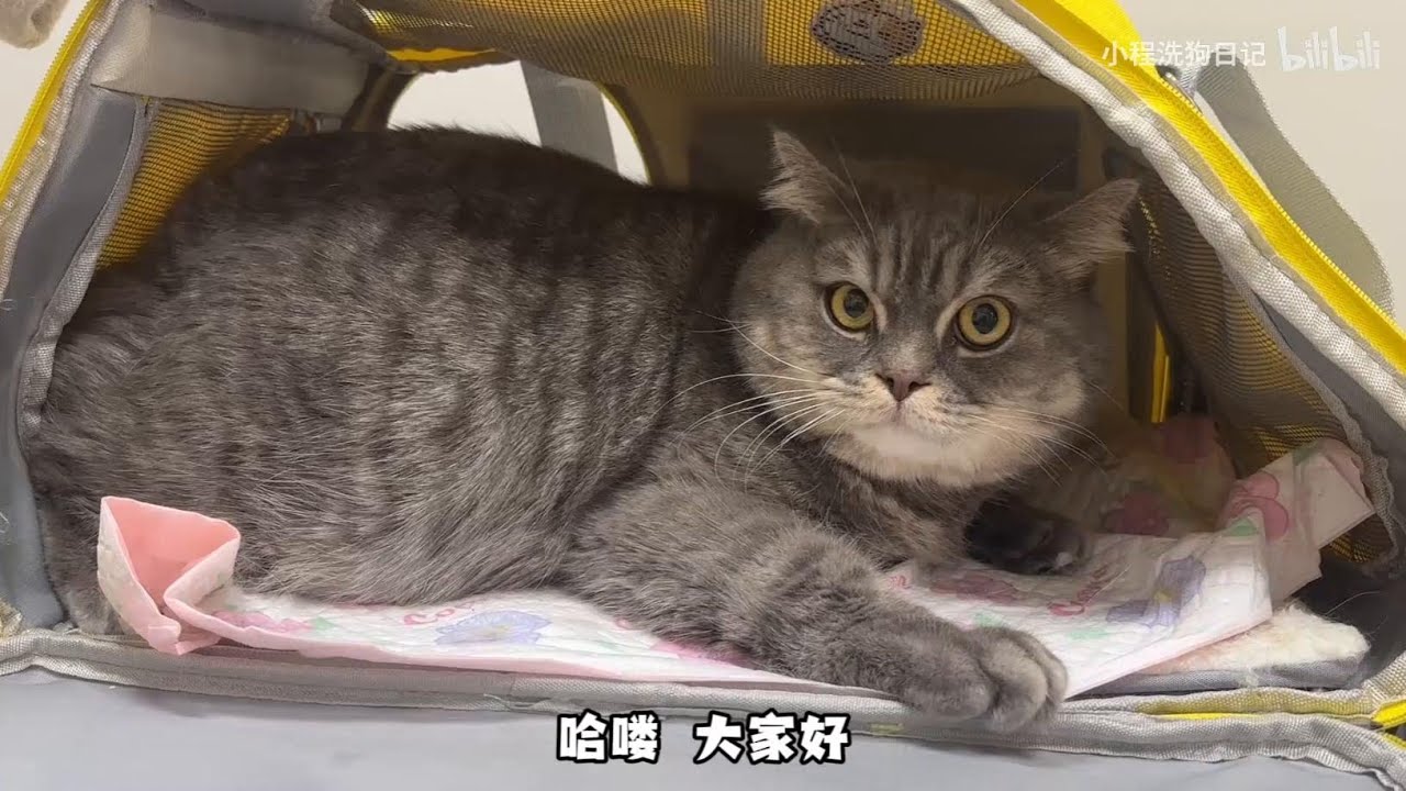 “翻新洗护一位十四斤的英短小猫咪 也太可爱了吧！”