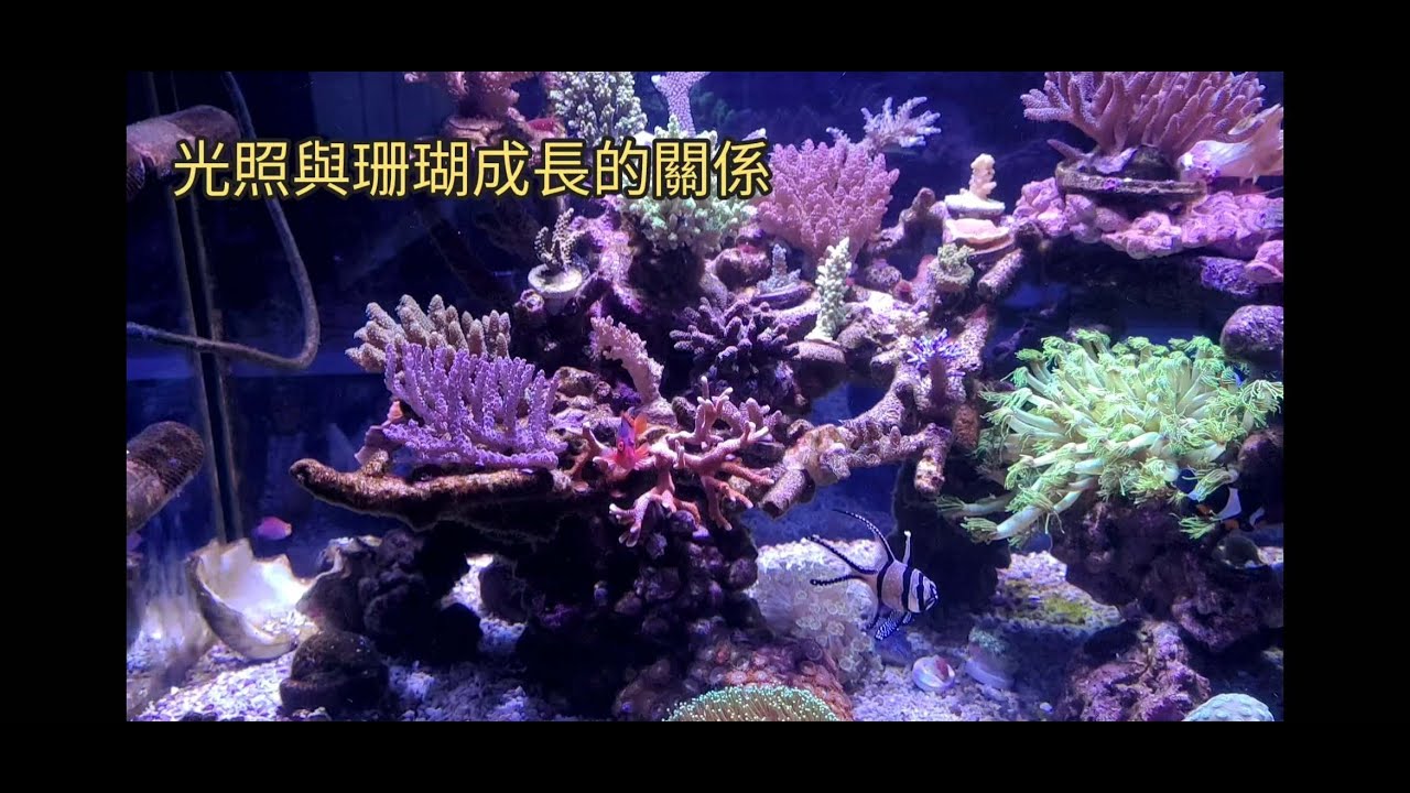 燈光概論（一）：珊瑚的基本結構和光照需求