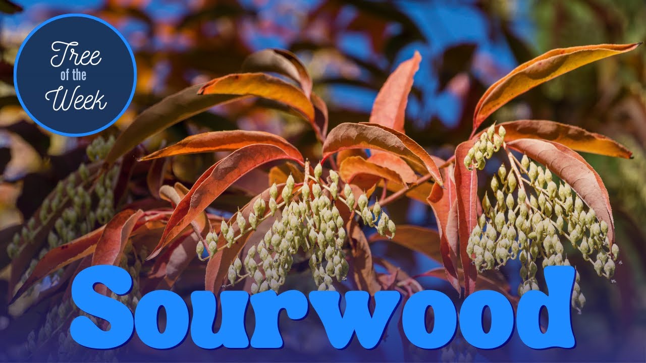 Tree of the Week: Sourwood