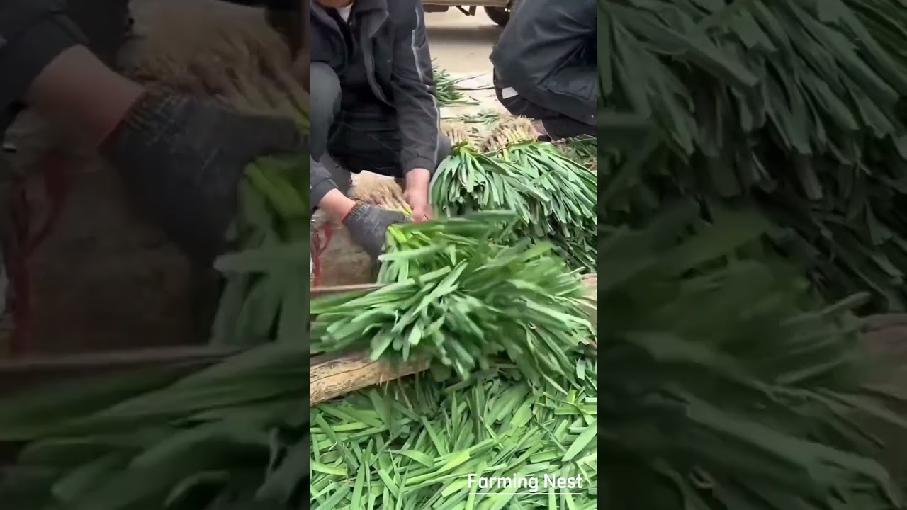 The Lost Art of Hand-Trimming Vegetables! ✂️ (Farmers' Secret Technique)