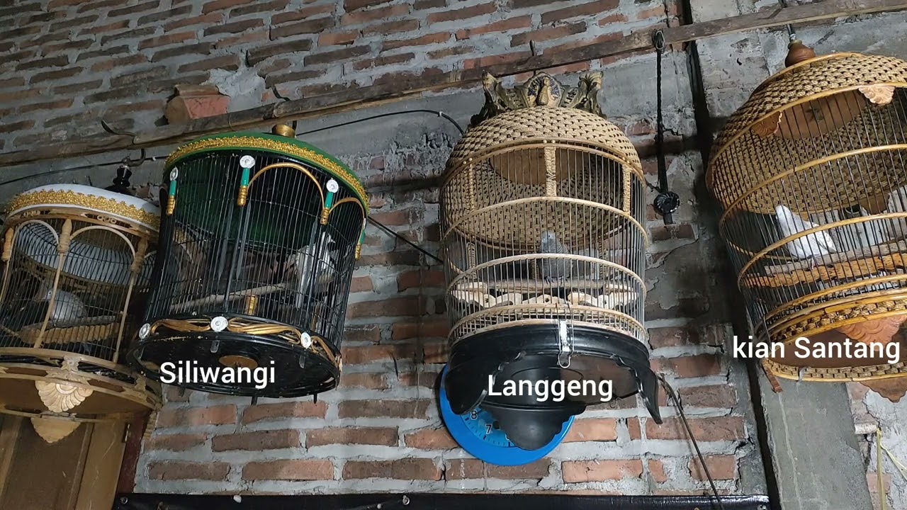 PERKUTUT GACOR SILVER DAN CEMANI SILIWANGI KIAN SANTANG & LANGGENG ...