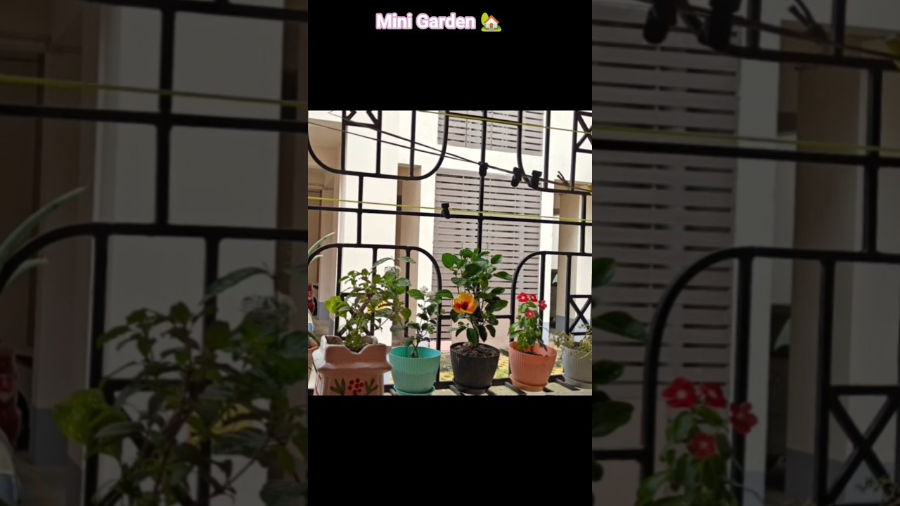 Grow more plant #shorts#balconydecor#indianhomes#balcony#diyideas#garden #like #subscribe